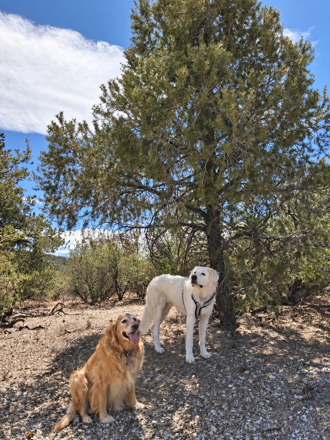 Gidget and Jimmy exploring beneath a tree at the ranch