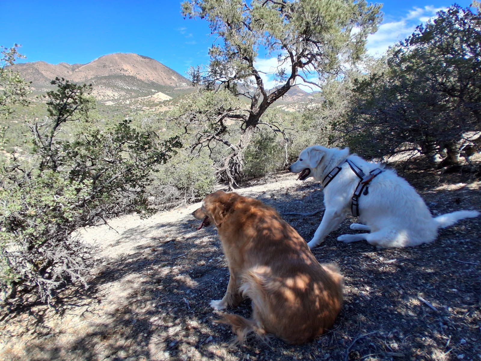 Gidget and Jimmy taking in the ranch landscape